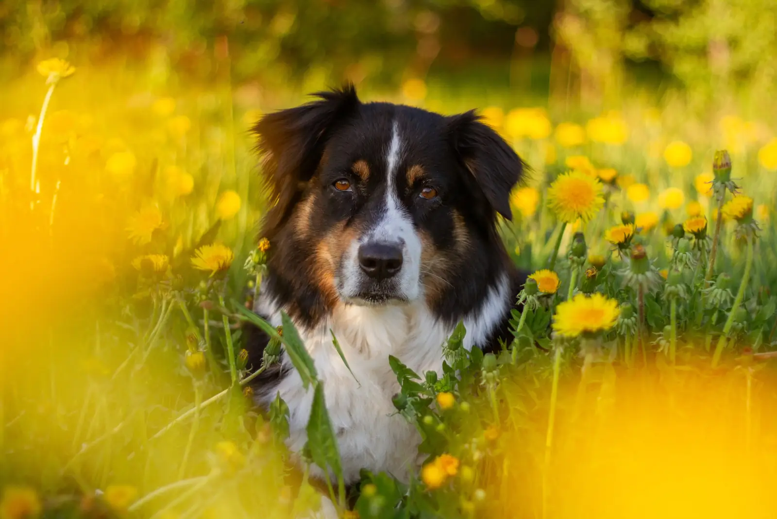 Hund i sommaräng